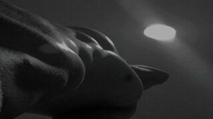 MassimoMorrone preview